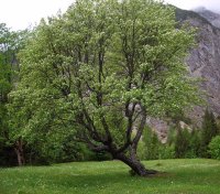 Whitebeam at Gaisalm